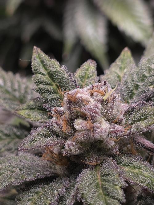 LCR 420 1st run. Week 24