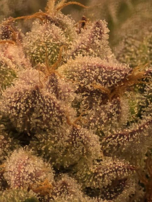 LCR 420 1st run. Week 24