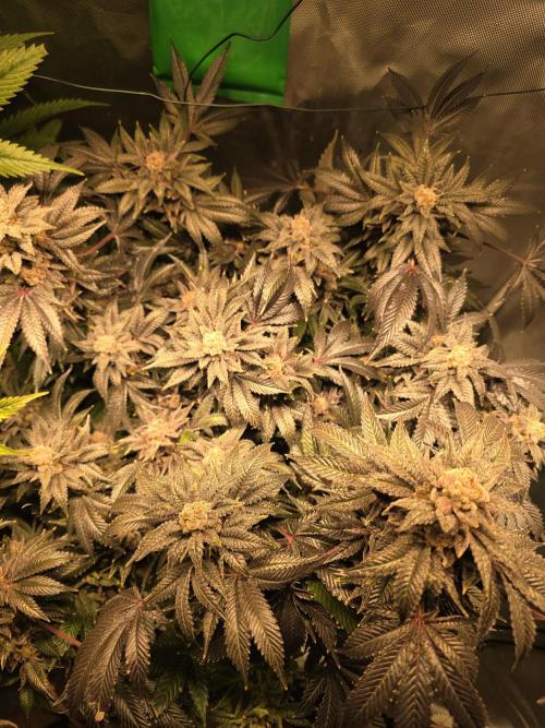 LCR 420 1st run. Week 25