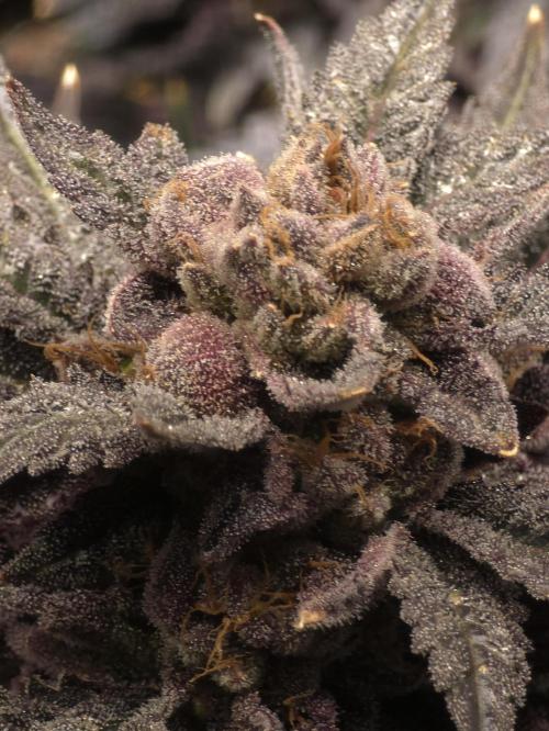 LCR 420 1st run. Week 25