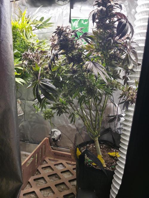 LCR 420 1st run. Week 27