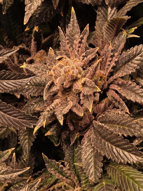 LCR 420 1st run. Week 27