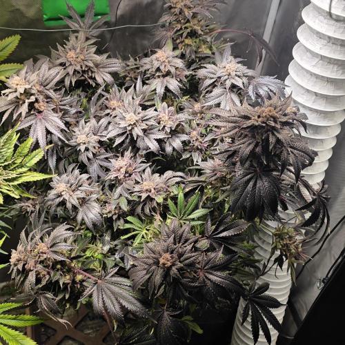 LCR 420 1st run. Week 27