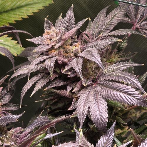 LCR 420 1st run. Week 27