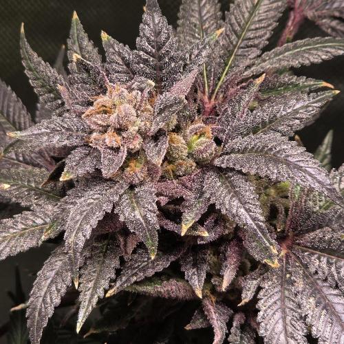 LCR 420 1st run. Week 27