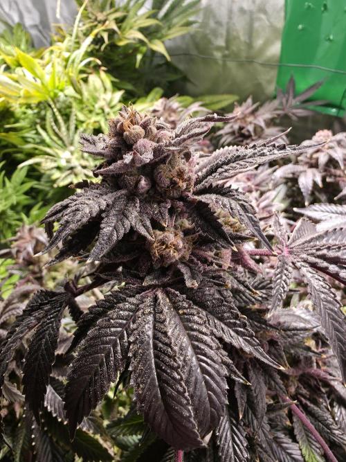 LCR 420 1st run. Week 27