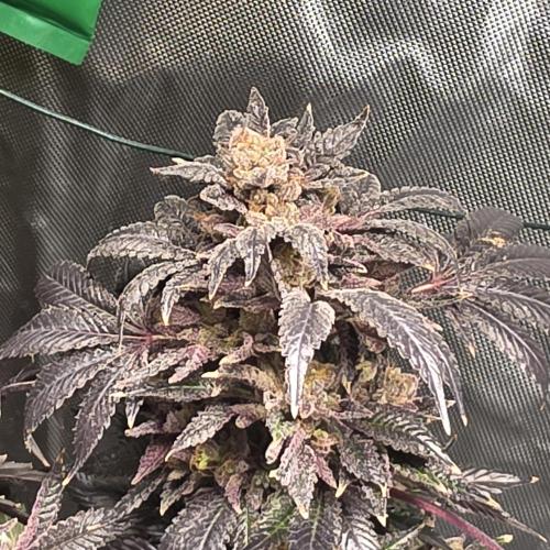 LCR 420 1st run. Week 28