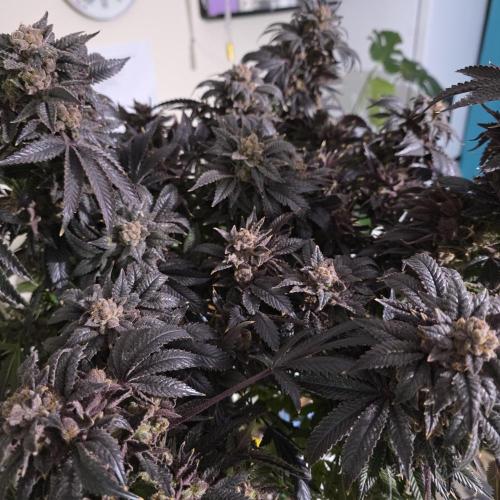 LCR 420 1st run. Week 28