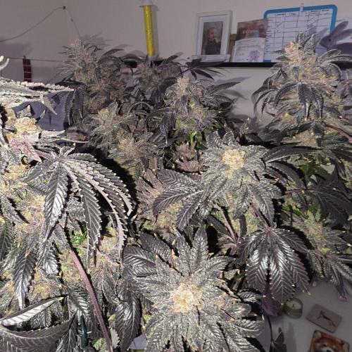 LCR 420 1st run. Week 28