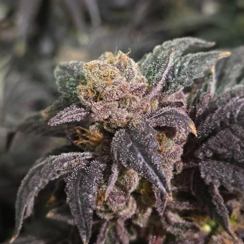 LCR 420 1st run. Week 28