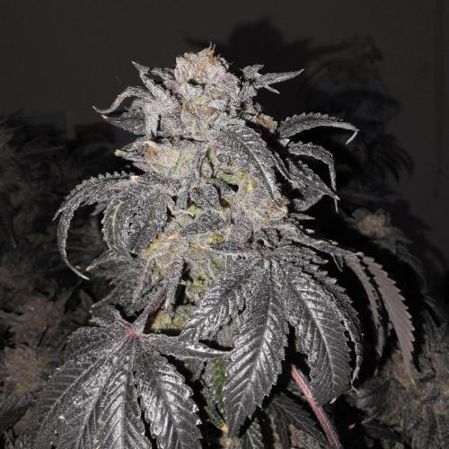 LCR 420 1st run. Week 29