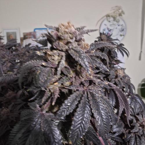 LCR 420 1st run. Week 29
