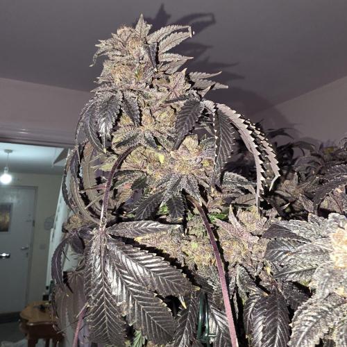 LCR 420 1st run. Week 29