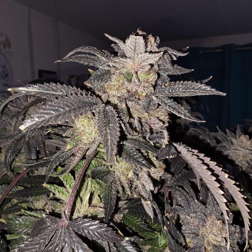 LCR 420 1st run. Week 29