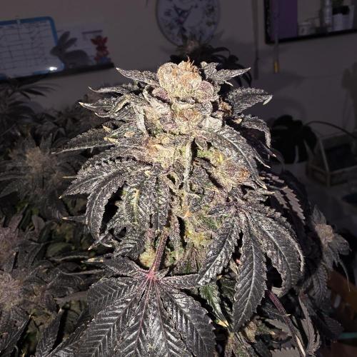 LCR 420 1st run. Week 29