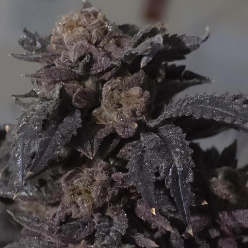 LCR 420 1st run. Week 29
