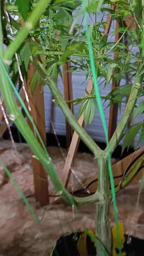 Divine seeds Black Opium