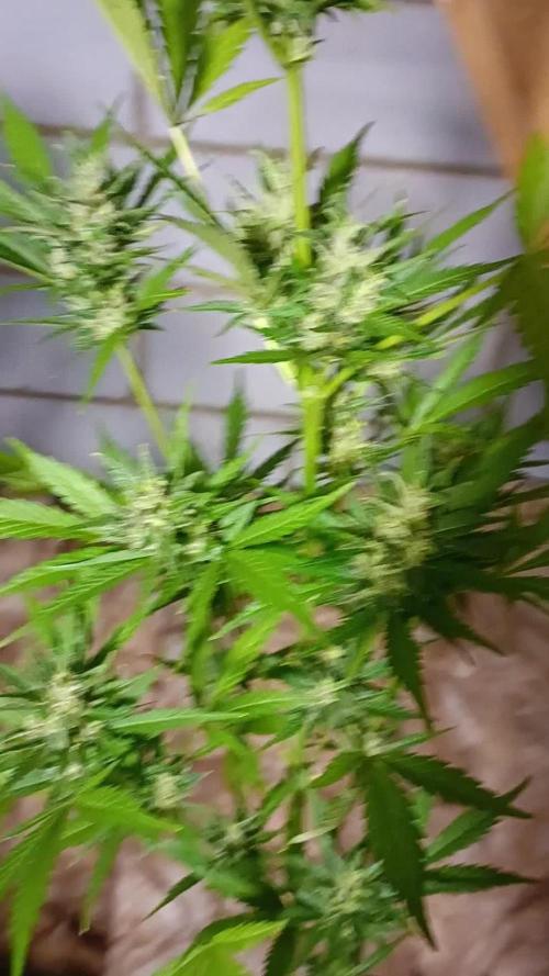 2L Auto GreenHouse Run 