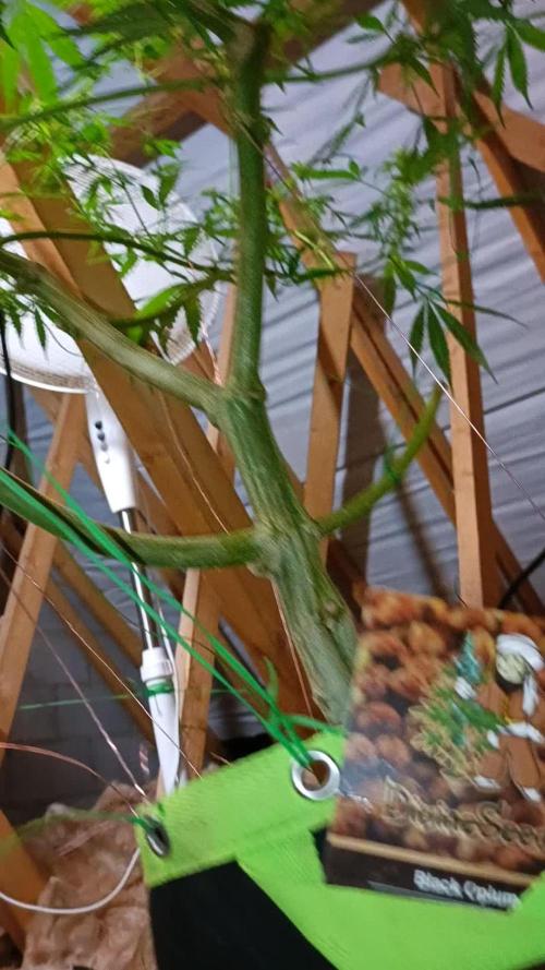 Divine seeds Black Opium