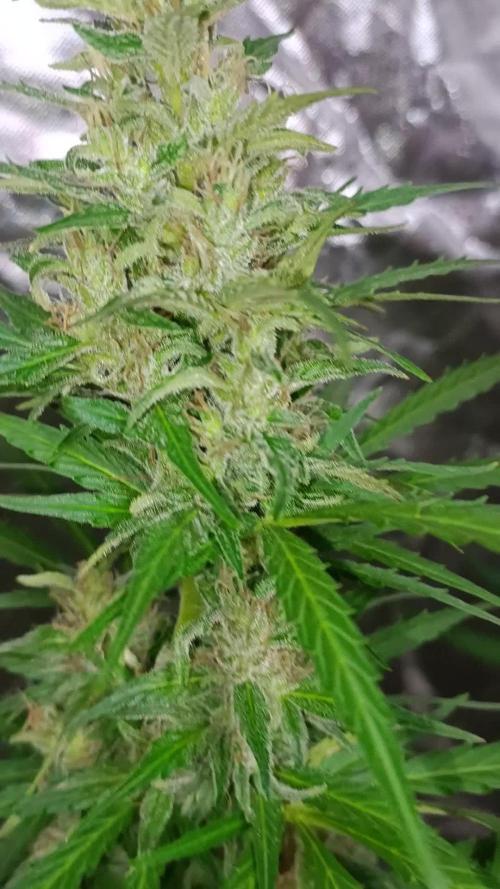 2L Auto GreenHouse Run 