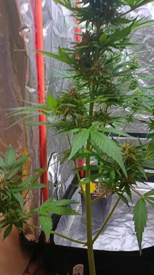 2L Auto GreenHouse Run 