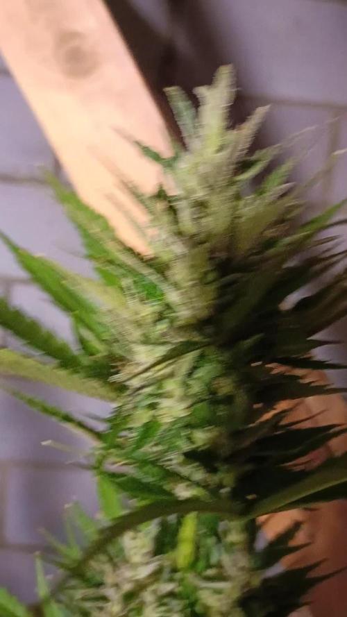 2L Auto GreenHouse Run 