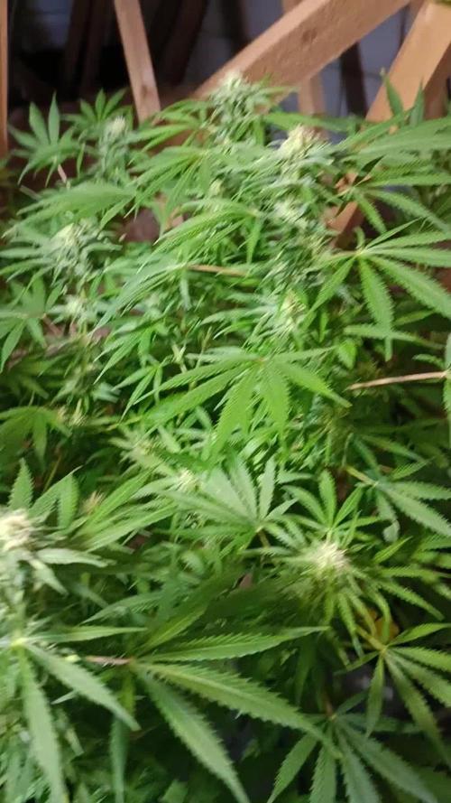 Divine seeds Black Opium