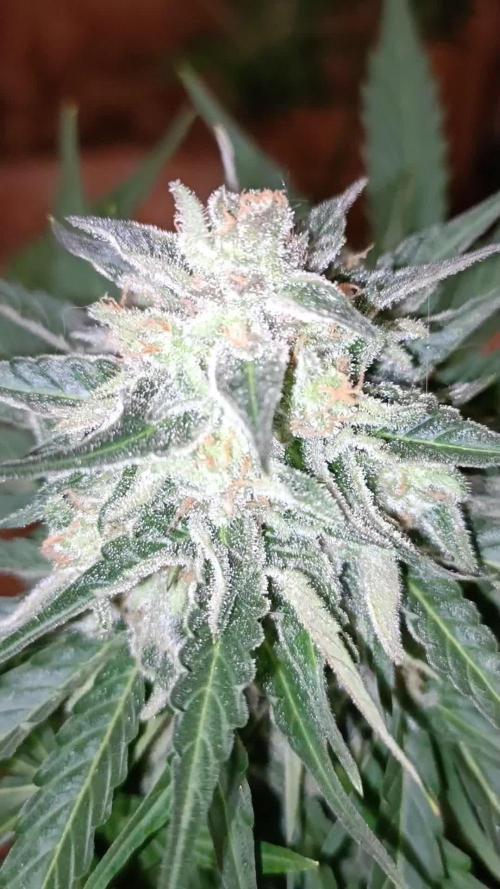 2L Auto GreenHouse Run 