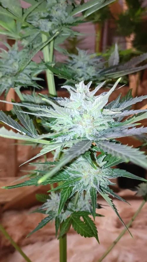 2L Auto Overdose Divine Comp 💚