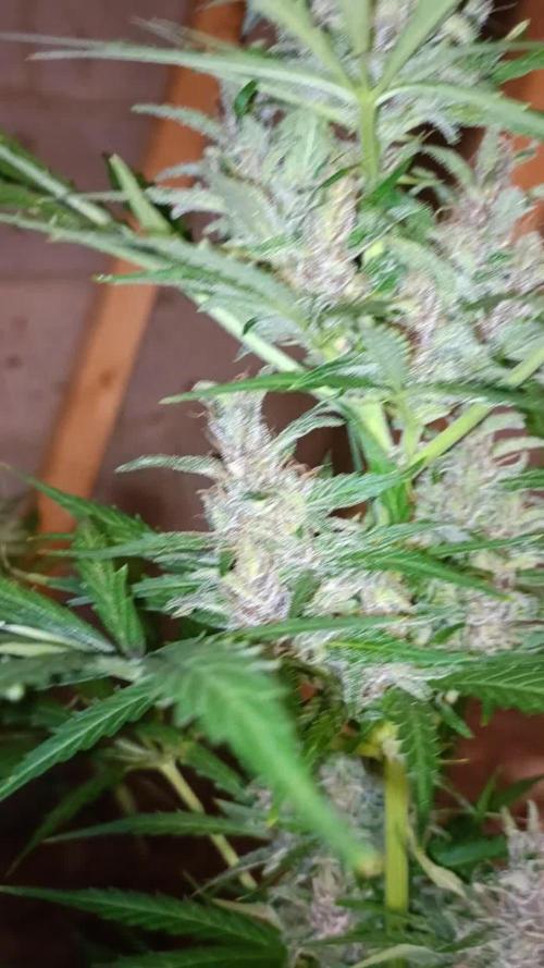 2L Auto GreenHouse Run 