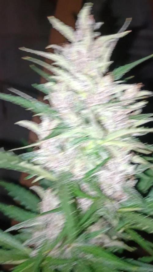 2L Auto GreenHouse Run 