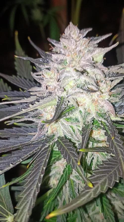 2L Auto Overdose Divine Comp π