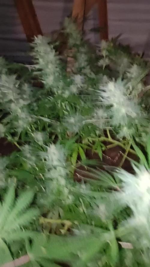 Divine seeds Black Opium