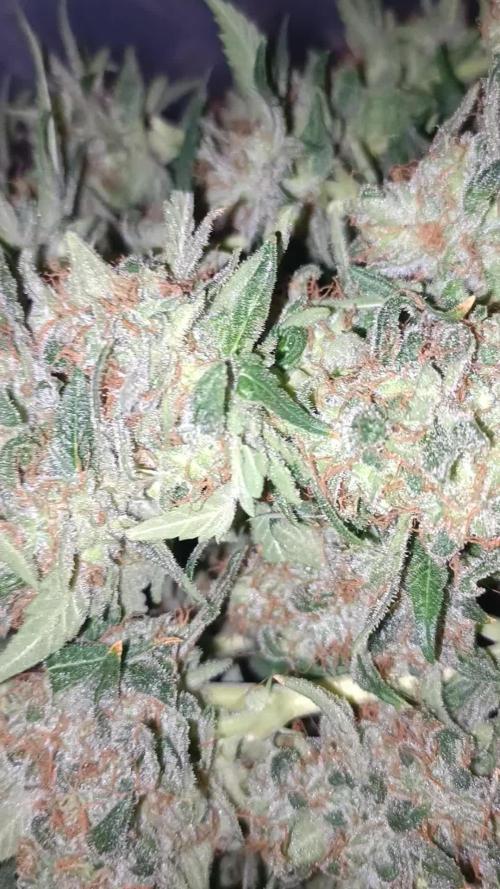 Divine seeds Euphoria competition