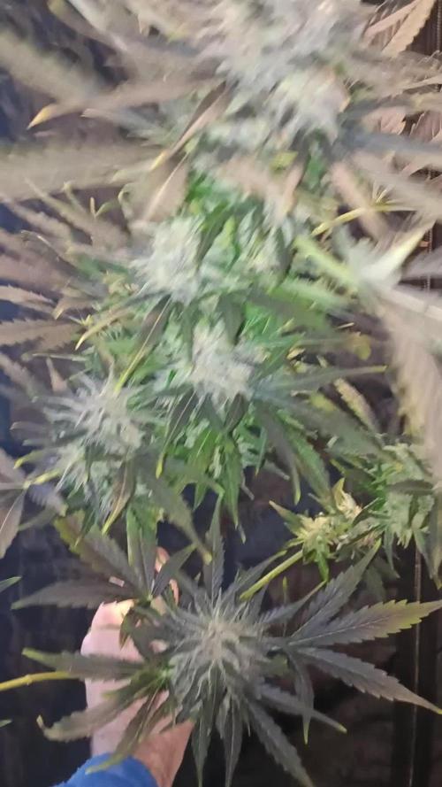 2L Auto Overdose Divine Comp π