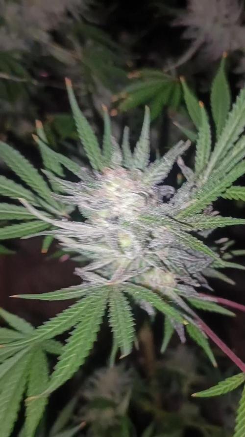 Divine seeds Black Opium