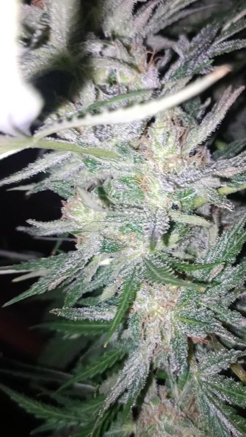 Divine seeds Black Opium