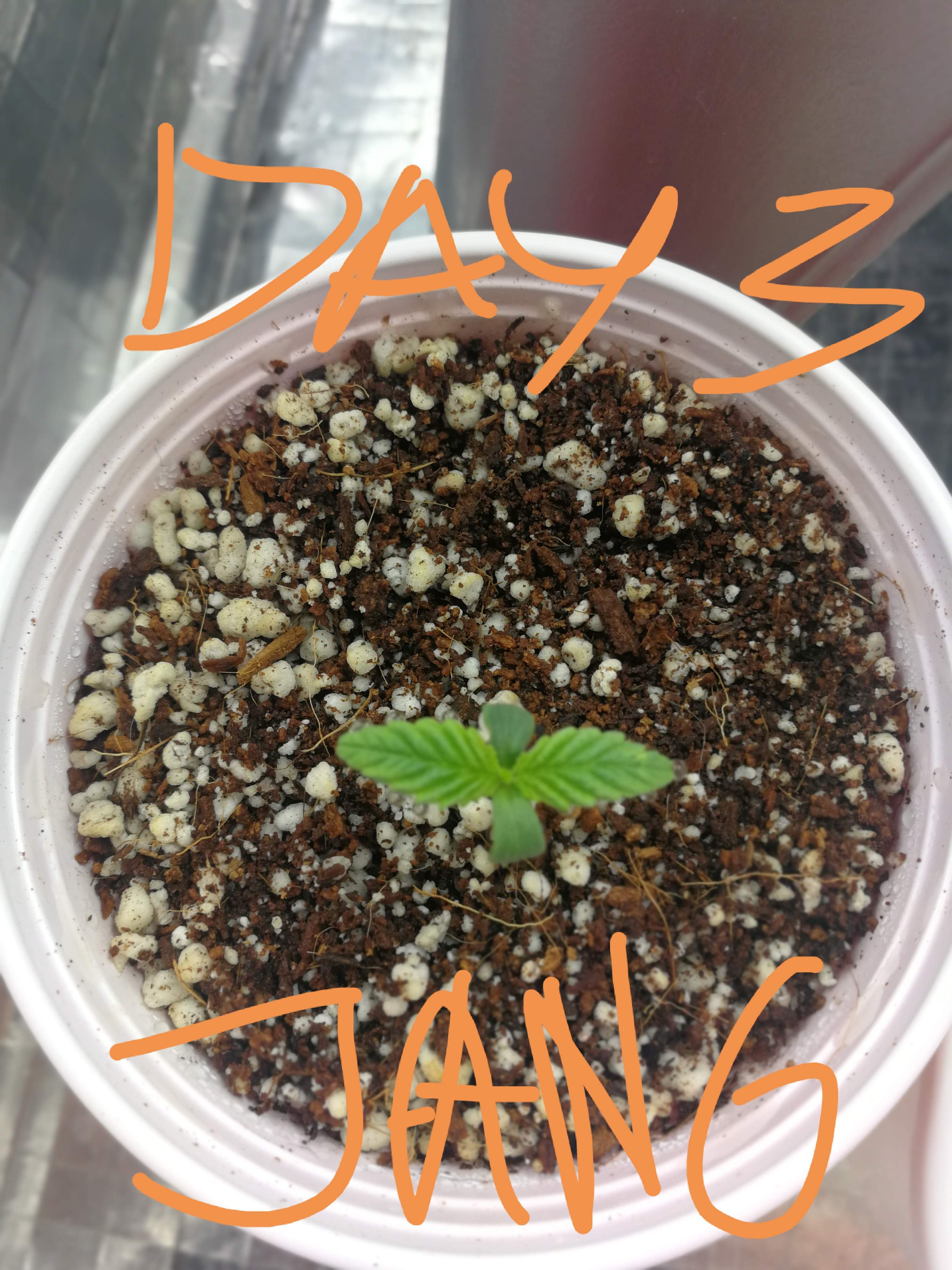 Sour Diesel grow diary (journal) week1 by theJoshinator GrowDiaries