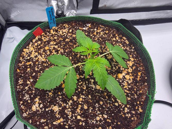 Bigfoot Baked Alaska Auto. Week 2