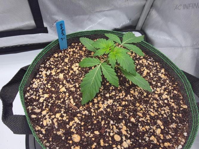 Bigfoot Baked Alaska Auto. Week 2