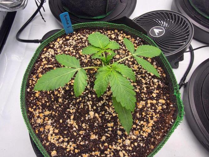 Bigfoot Baked Alaska Auto. Week 2