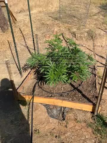 Apple fritter 2025 Barney’s