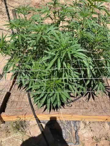 Apple fritter 2025 Barney’s