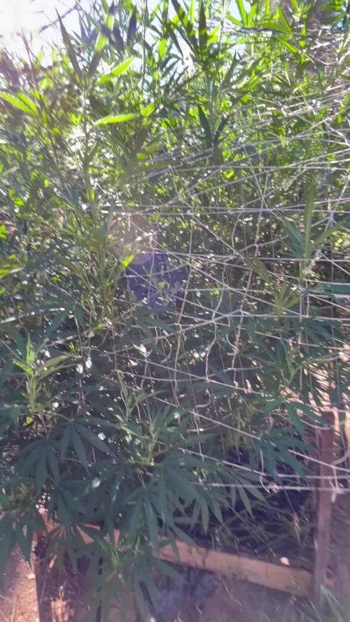 Apple fritter 2025 Barney’s