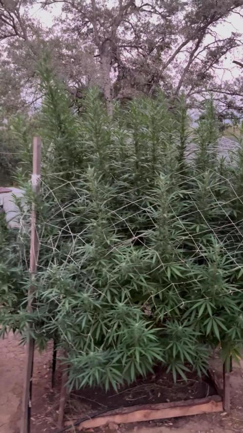 Apple fritter 2025 Barney’s