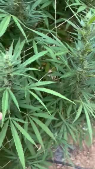 Apple fritter 2025 Barney’s