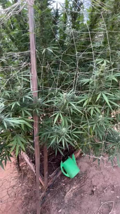 Apple fritter 2025 Barney’s