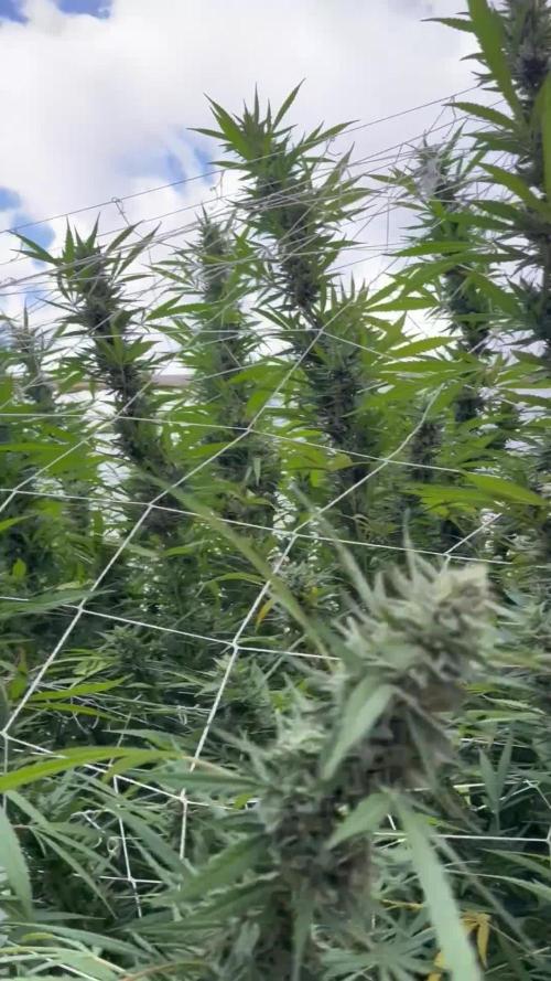 North fork 2025 organic goods