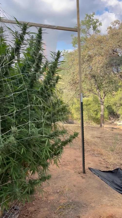 Apple fritter 2025 Barney’s