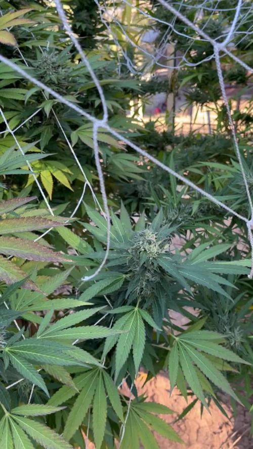 North fork 2025 organic goods